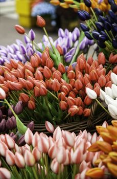 Tulips in a market, detail of typical Dutch flowers