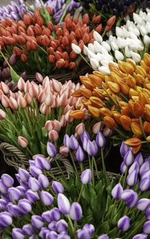 Tulips in a market, detail of typical Dutch flowers