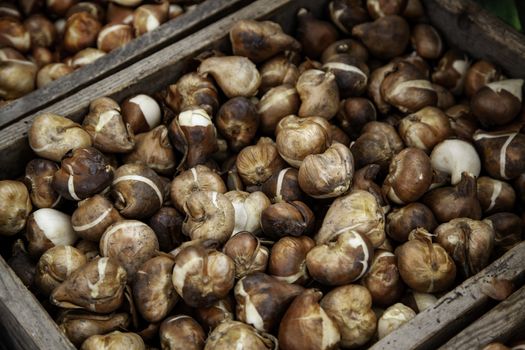Bulbs in a market, detail of plants and seeds