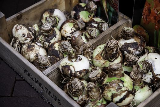 Bulbs in a market, detail of plants and seeds
