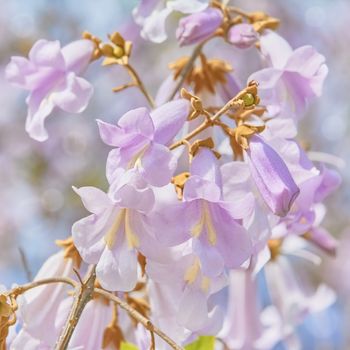 Paulownia Fortunei Flowers against the Blue Sky