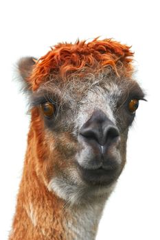 Portrait of Alpaca (Vicugna Pacos) against White Background