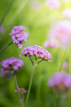 The background image of the colorful flowers, background nature