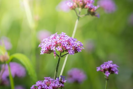 The background image of the colorful flowers, background nature