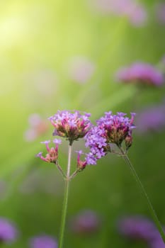 The background image of the colorful flowers, background nature