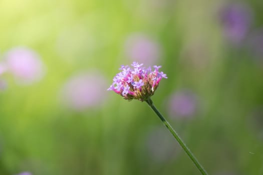 The background image of the colorful flowers, background nature