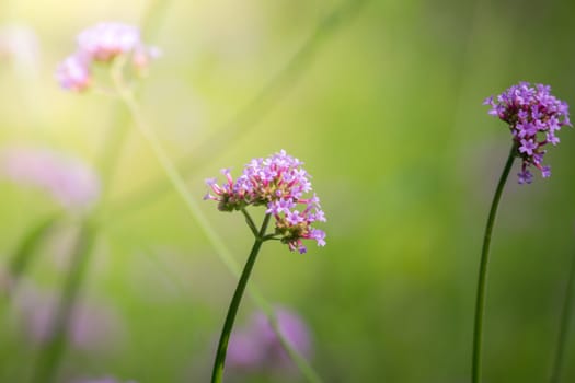 The background image of the colorful flowers, background nature