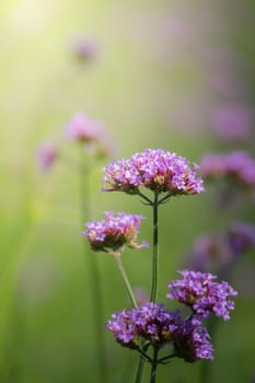 The background image of the colorful flowers, background nature