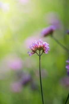 The background image of the colorful flowers, background nature