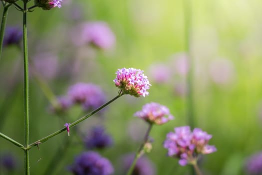 The background image of the colorful flowers, background nature