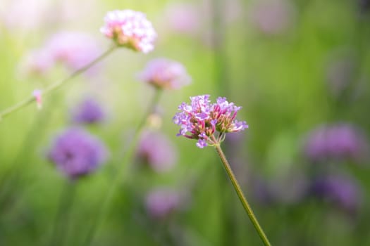 The background image of the colorful flowers, background nature