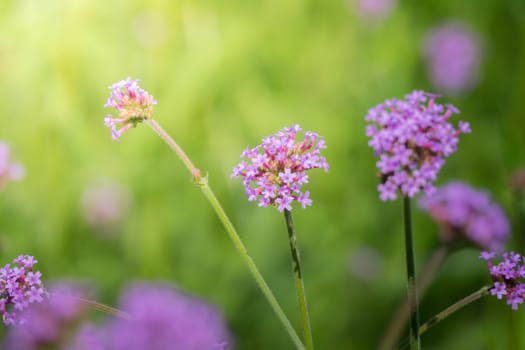 The background image of the colorful flowers, background nature