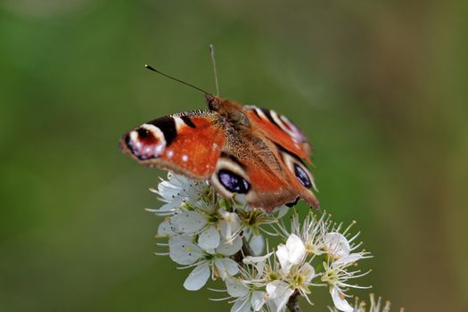 European Peacock butterfly (Inachis io) feeding on tree blossom