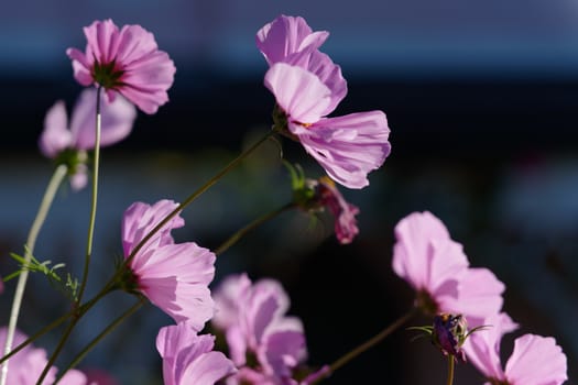 Vivid sunlit Cosmos flowers growing in a garden in Lindfield West Sussex