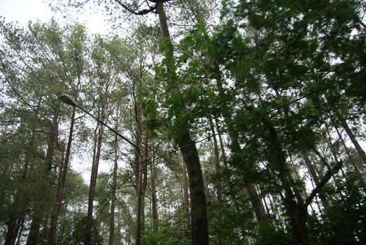 Tall tree of Bandung Rainforest along the road to Tangkuban Perahu