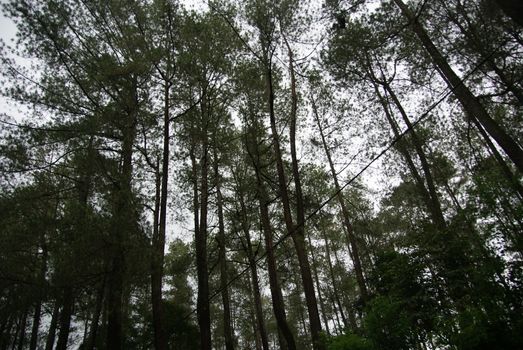 Tall tree of Bandung Rainforest along the road to Tangkuban Perahu