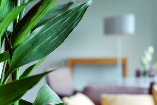close-up of plant at home