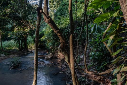 Tropical rainforest and river at Chiang Mai, Thailand, Asia.