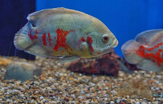 Oscar fish (Astronotus ocellatus) in Aquarium