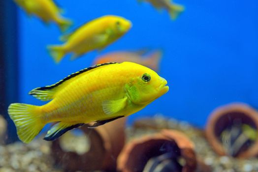 Maylandia hajomaylandi fishes in tank