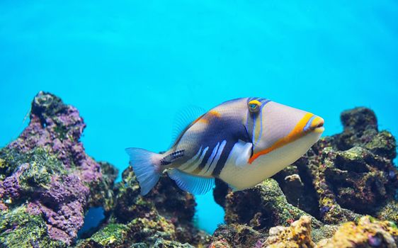 Lagoon triggerfish Coral reef Clown triggerfish