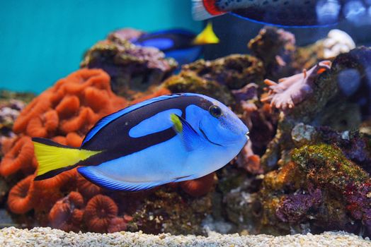 Coral fish Palette surgeonfish in aquarium