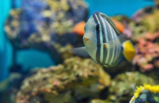 Sailfin tang (Zebrasoma veliferum) fish in water tank