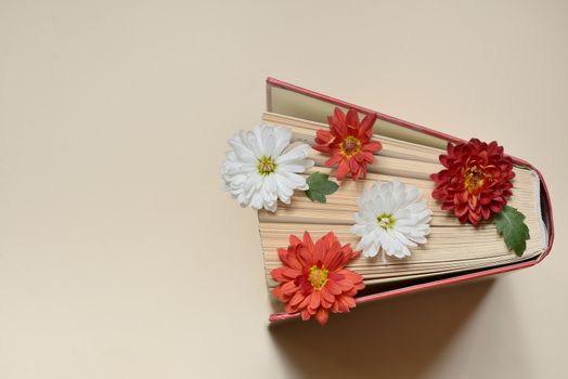 Autumn still life with open book and chrysanthemum flowers
