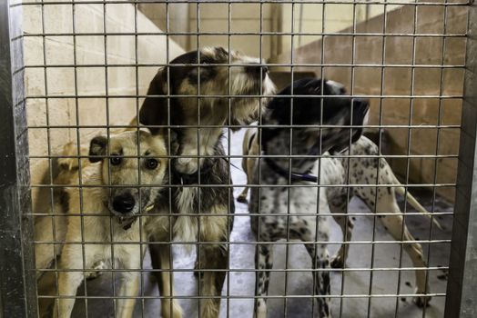 Kennel for abandoned dogs, pet detail in adoption
