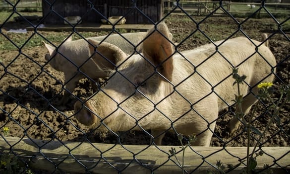 Farm pig, meat industry detail