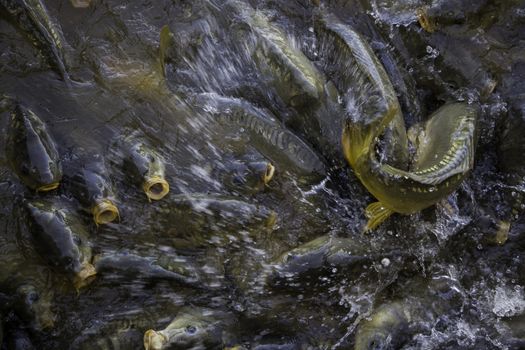 Many fish eating, wild river fish, fishing