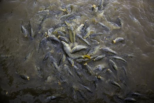 Many fish eating, wild river fish, fishing