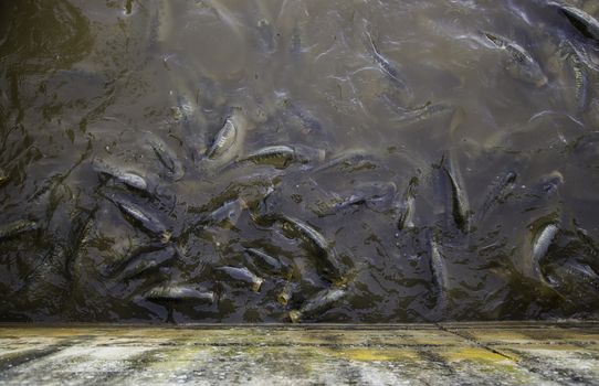 Many fish eating, wild river fish, fishing