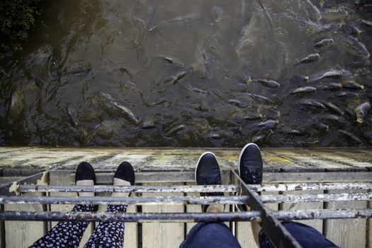 Many fish eating, wild river fish, fishing