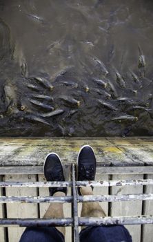 Many fish eating, wild river fish, fishing
