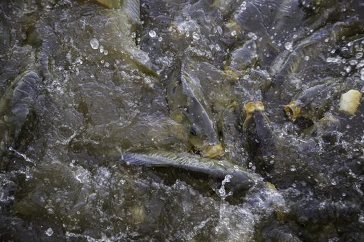 Many fish eating, wild river fish, fishing