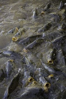 Many fish eating, wild river fish, fishing