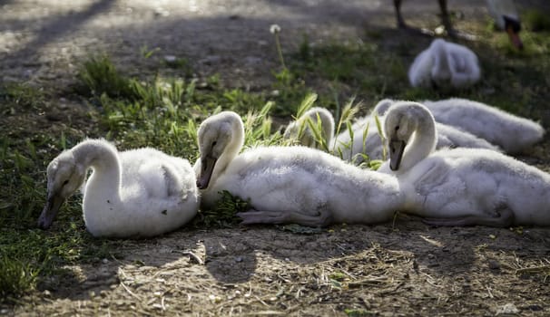 Small white swans, detail of baby birds