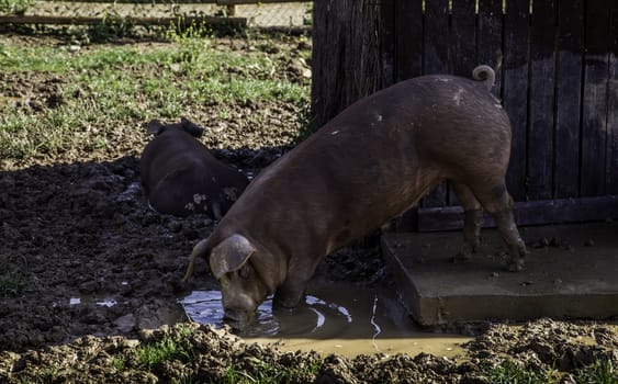 Farm pig, meat industry detail