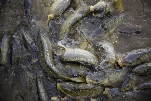 Many fish eating, wild river fish, fishing