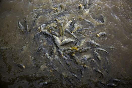 Many fish eating, wild river fish, fishing