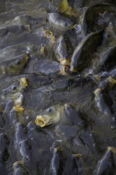 Many fish eating, wild river fish, fishing