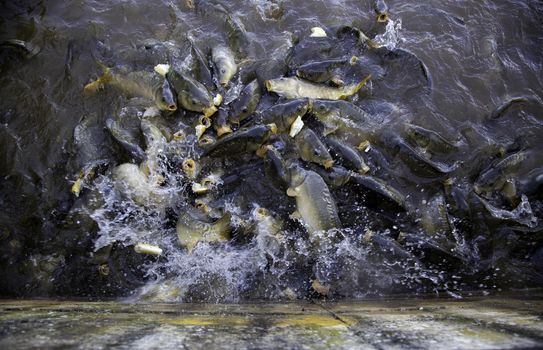 Many fish eating, wild river fish, fishing