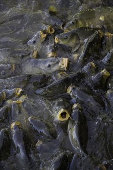 Many fish eating, wild river fish, fishing