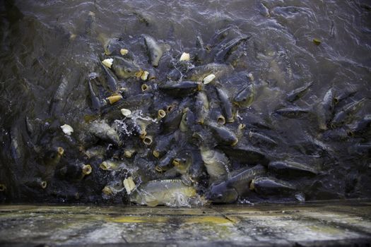 Many fish eating, wild river fish, fishing