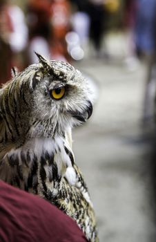 Wild trained owl, detail of large bird