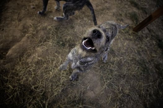 Abandoned dogs, detail of animals for adoption