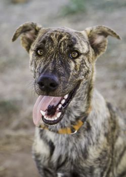 Abandoned dogs, detail of animals for adoption