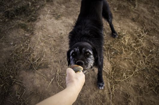 Dog with ball to play, game detail and fun, pet