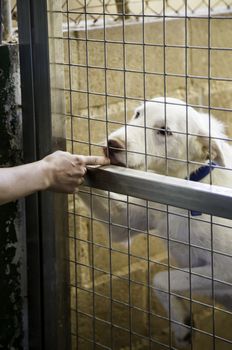 Dogs abandoned and caged, pet detail seeking adoption, grief and sadness
